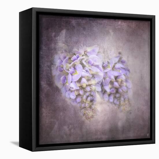 Sweet Wisteria-Jai Johnson-Framed Premier Image Canvas