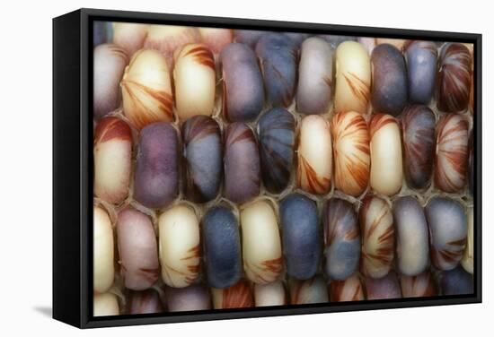 Sweetcorn Grains-Kaj Svensson-Framed Premier Image Canvas