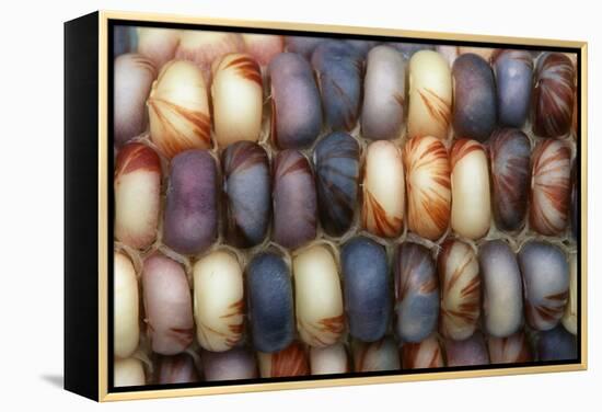 Sweetcorn Grains-Kaj Svensson-Framed Premier Image Canvas