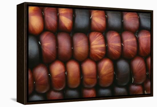 Sweetcorn Grains-Kaj Svensson-Framed Premier Image Canvas