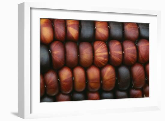 Sweetcorn Grains-Kaj Svensson-Framed Photographic Print