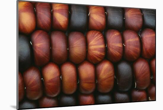 Sweetcorn Grains-Kaj Svensson-Mounted Photographic Print