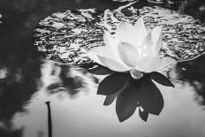Lotus or Water Lily Flower-SweetCrisis-Mounted Photographic Print