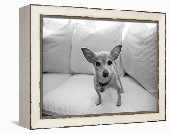 Sweetpea-Kim Levin-Framed Premier Image Canvas