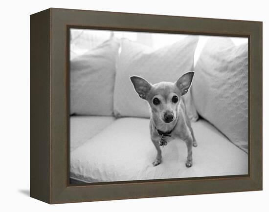 Sweetpea-Kim Levin-Framed Premier Image Canvas