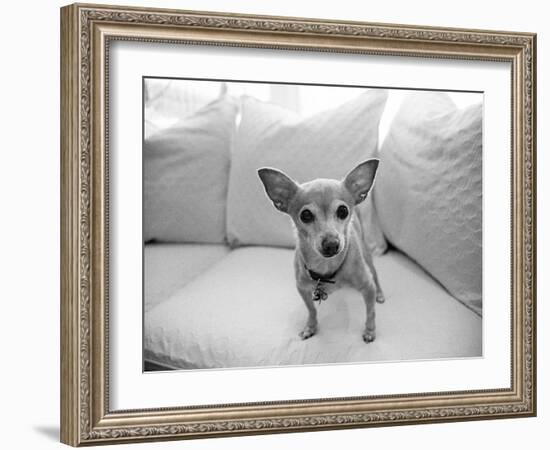 Sweetpea-Kim Levin-Framed Photographic Print