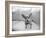 Sweetpea-Kim Levin-Framed Photographic Print