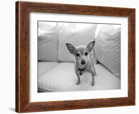 Sweetpea-Kim Levin-Framed Photographic Print