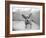 Sweetpea-Kim Levin-Framed Photographic Print