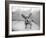 Sweetpea-Kim Levin-Framed Photographic Print