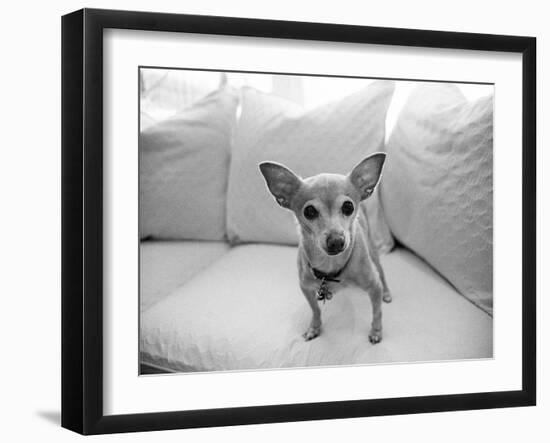 Sweetpea-Kim Levin-Framed Photographic Print