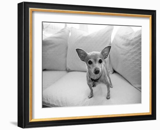 Sweetpea-Kim Levin-Framed Photographic Print