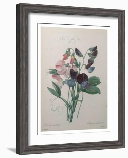 Sweetpea-Pierre-Joseph Redoute-Framed Art Print