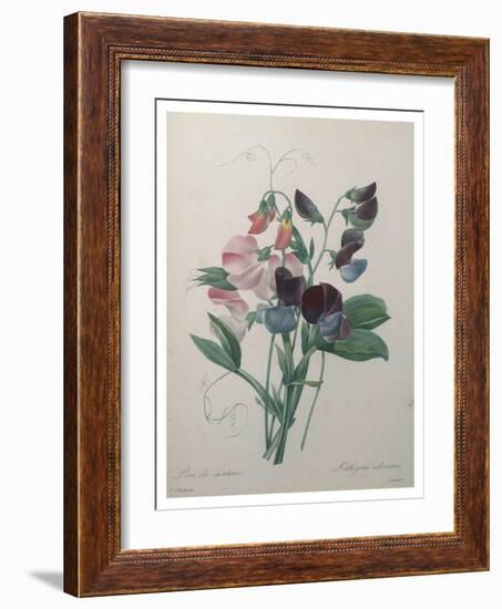 Sweetpea-Pierre-Joseph Redoute-Framed Art Print