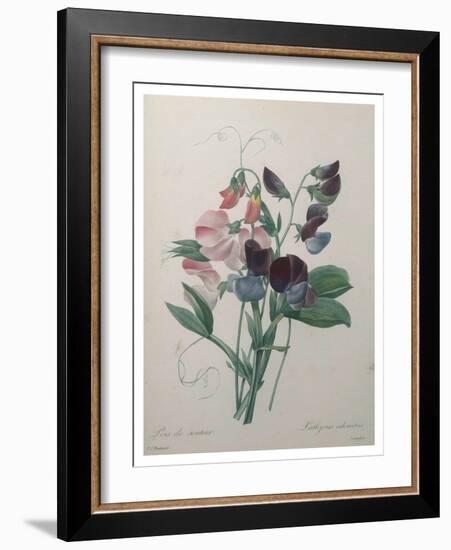 Sweetpea-Pierre-Joseph Redoute-Framed Art Print