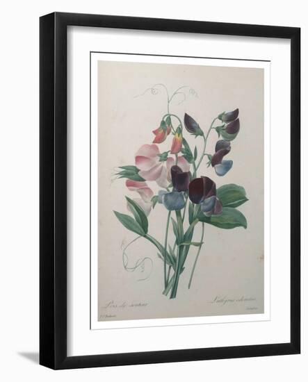 Sweetpea-Pierre-Joseph Redoute-Framed Art Print