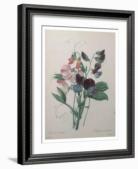 Sweetpea-Pierre-Joseph Redoute-Framed Art Print