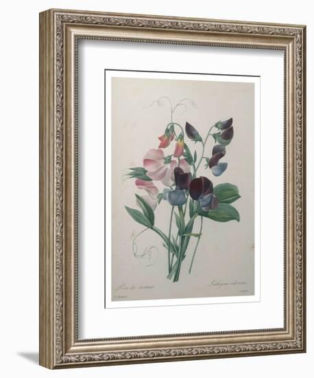 Sweetpea-Pierre-Joseph Redoute-Framed Art Print