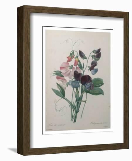 Sweetpea-Pierre-Joseph Redoute-Framed Art Print