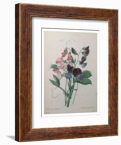 Sweetpea-Pierre-Joseph Redoute-Framed Art Print