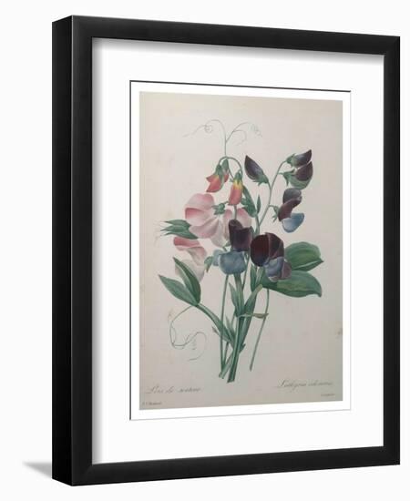 Sweetpea-Pierre-Joseph Redoute-Framed Art Print