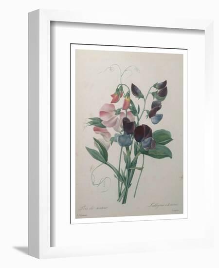 Sweetpea-Pierre-Joseph Redoute-Framed Art Print