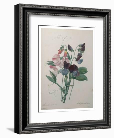 Sweetpea-Pierre-Joseph Redoute-Framed Art Print