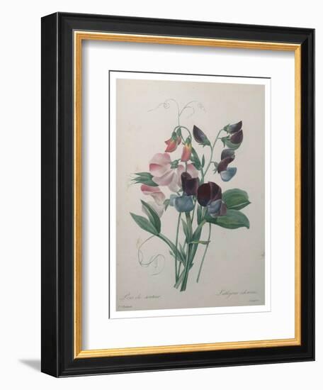 Sweetpea-Pierre-Joseph Redoute-Framed Art Print