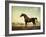 Sweetwilliam', a Bay Racehorse, in a Paddock-George Stubbs-Framed Giclee Print