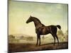 Sweetwilliam', a Bay Racehorse, in a Paddock-George Stubbs-Mounted Giclee Print