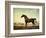 Sweetwilliam', a Bay Racehorse, in a Paddock-George Stubbs-Framed Giclee Print