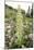 Swertia Radiata Syn. Frasera Speciosa-Bob Gibbons-Mounted Photographic Print