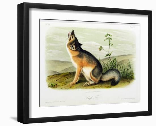 Swift Fox, Plate 52 from 'Quadrupeds of North America', Engraved by W.E. Hitchcock-John Woodhouse Audubon-Framed Premium Giclee Print