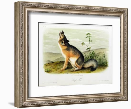 Swift Fox, Plate 52 from 'Quadrupeds of North America', Engraved by W.E. Hitchcock-John Woodhouse Audubon-Framed Giclee Print