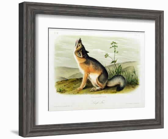 Swift Fox, Plate 52 from 'Quadrupeds of North America', Engraved by W.E. Hitchcock-John Woodhouse Audubon-Framed Giclee Print