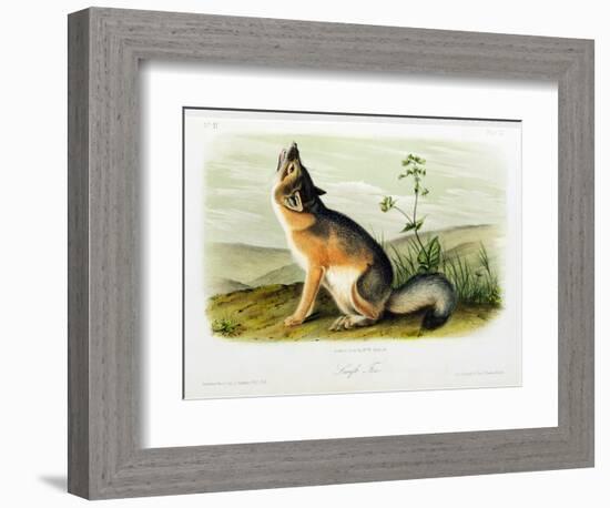 Swift Fox, Plate 52 from 'Quadrupeds of North America', Engraved by W.E. Hitchcock-John Woodhouse Audubon-Framed Giclee Print