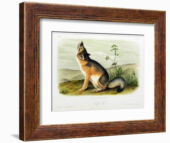 Swift Fox, Plate 52 from 'Quadrupeds of North America', Engraved by W.E. Hitchcock-John Woodhouse Audubon-Framed Giclee Print