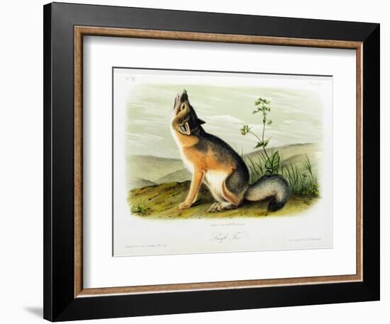 Swift Fox, Plate 52 from 'Quadrupeds of North America', Engraved by W.E. Hitchcock-John Woodhouse Audubon-Framed Giclee Print