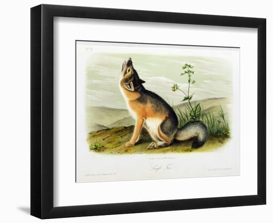 Swift Fox, Plate 52 from 'Quadrupeds of North America', Engraved by W.E. Hitchcock-John Woodhouse Audubon-Framed Giclee Print