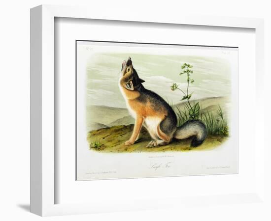 Swift Fox, Plate 52 from 'Quadrupeds of North America', Engraved by W.E. Hitchcock-John Woodhouse Audubon-Framed Giclee Print