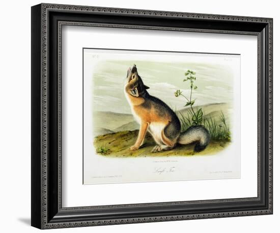 Swift Fox, Plate 52 from 'Quadrupeds of North America', Engraved by W.E. Hitchcock-John Woodhouse Audubon-Framed Giclee Print