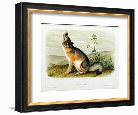 Swift Fox, Plate 52 from 'Quadrupeds of North America', Engraved by W.E. Hitchcock-John Woodhouse Audubon-Framed Giclee Print