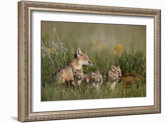 Swift Fox (Vulpes velox) family of a vixen and four kits, Pawnee National Grassland, Colorado, USA-James Hager-Framed Photographic Print