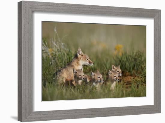 Swift Fox (Vulpes velox) family of a vixen and four kits, Pawnee National Grassland, Colorado, USA-James Hager-Framed Photographic Print