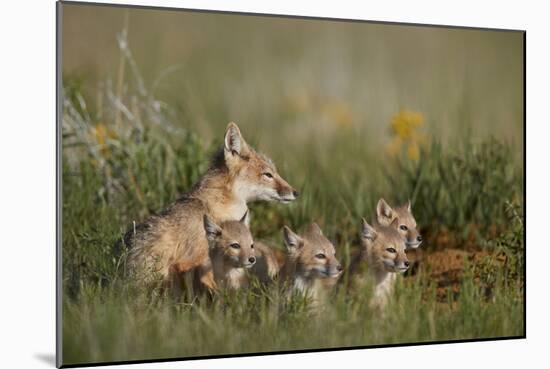 Swift Fox (Vulpes velox) family of a vixen and four kits, Pawnee National Grassland, Colorado, USA-James Hager-Mounted Photographic Print