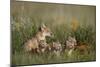 Swift Fox (Vulpes velox) family of a vixen and four kits, Pawnee National Grassland, Colorado, USA-James Hager-Mounted Photographic Print