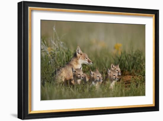 Swift Fox (Vulpes velox) family of a vixen and four kits, Pawnee National Grassland, Colorado, USA-James Hager-Framed Photographic Print