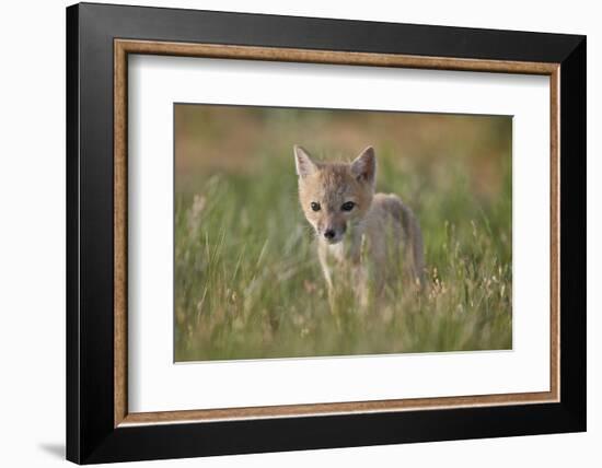 Swift fox (Vulpes velox) kit, Pawnee National Grassland, Colorado, United States of America, North -James Hager-Framed Photographic Print