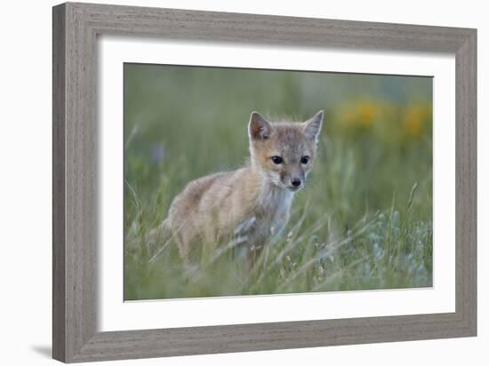 Swift Fox (Vulpes velox) kit, Pawnee National Grassland, Colorado, USA, North America-James Hager-Framed Photographic Print