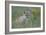 Swift Fox (Vulpes velox) kit, Pawnee National Grassland, Colorado, USA, North America-James Hager-Framed Photographic Print